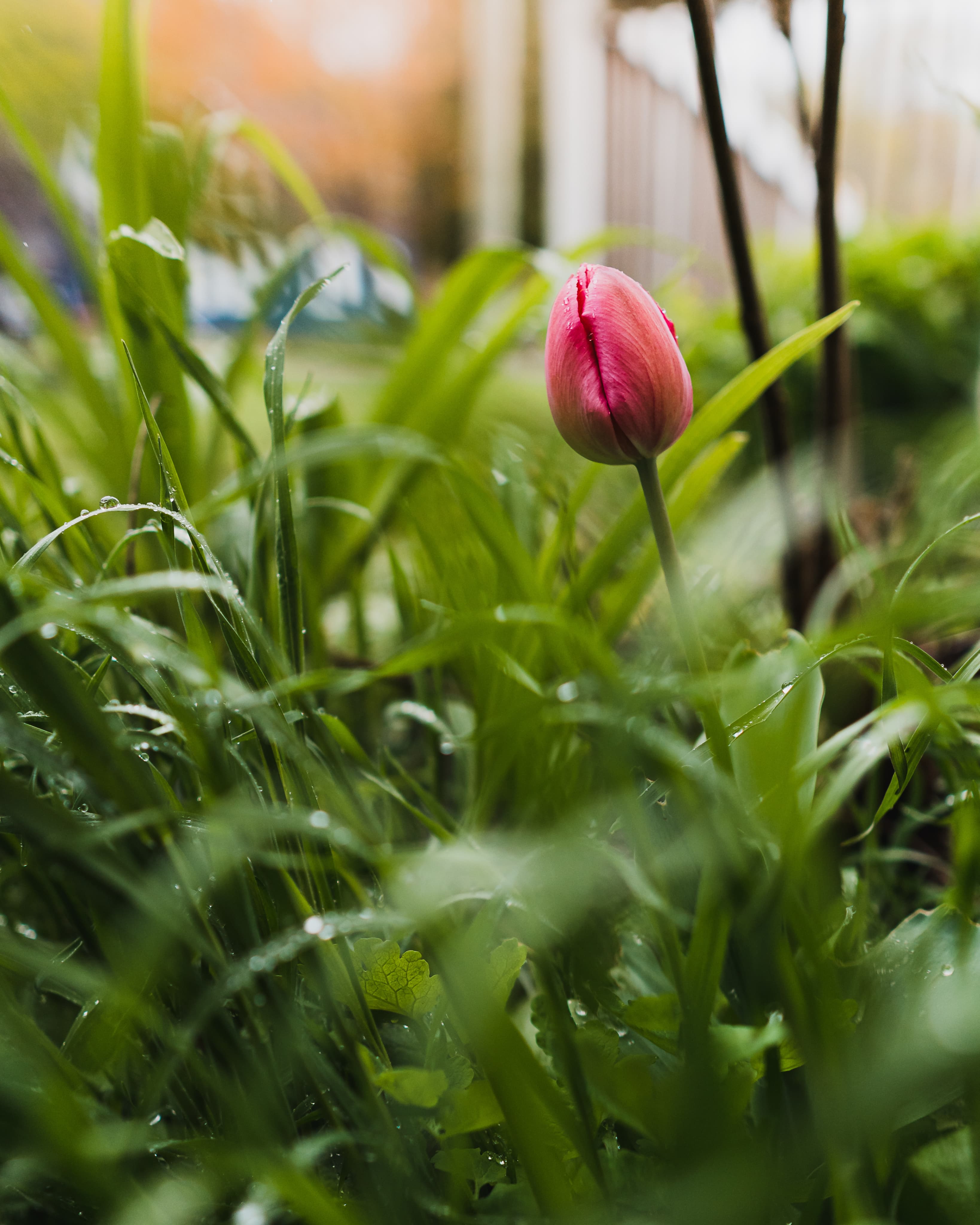 a single flower